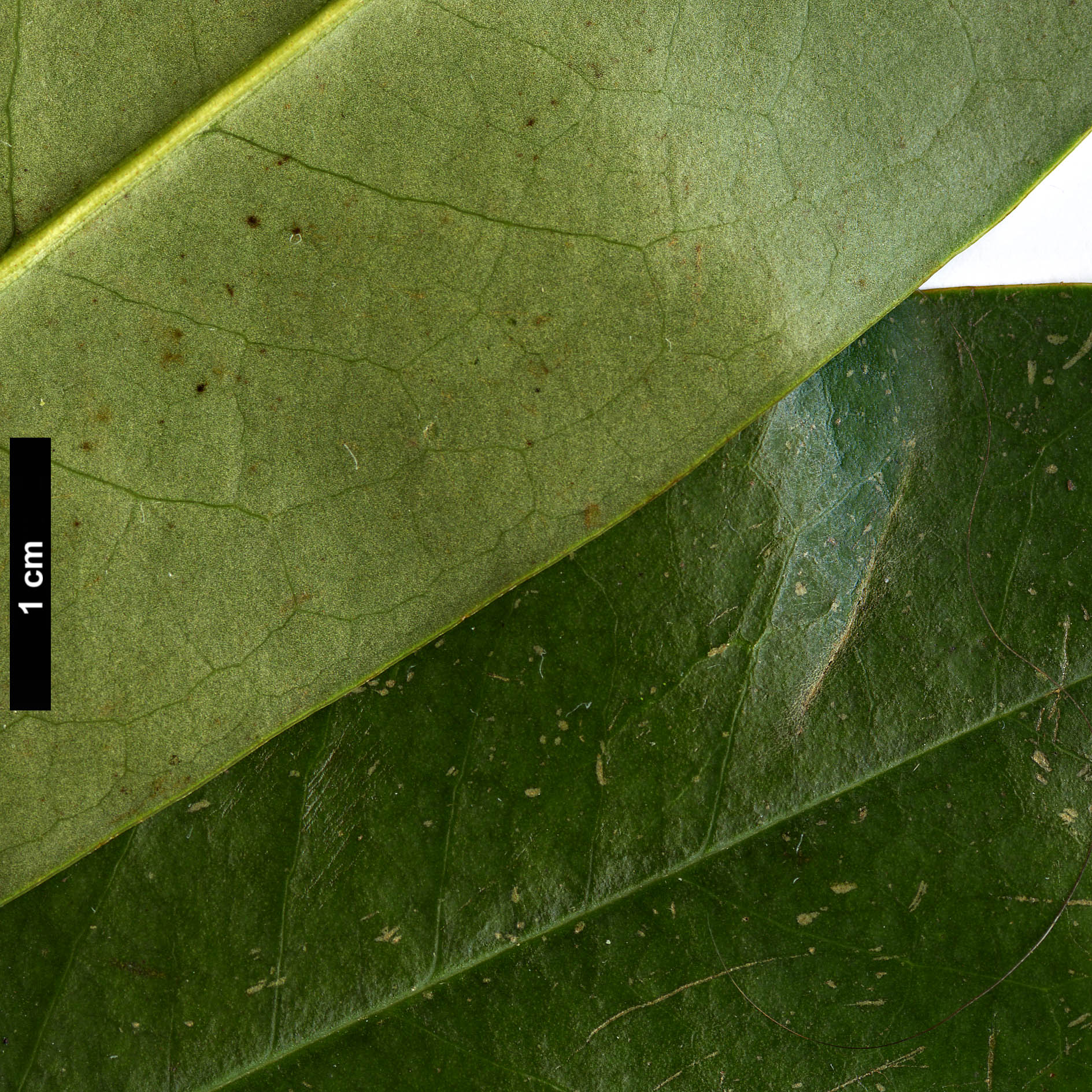 High resolution image: Family: Magnoliaceae - Genus: Magnolia - Taxon: insignis 